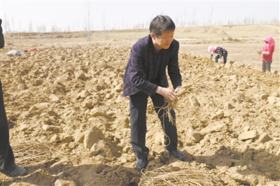 搞科研、斗害虫，这把“榔头”种出金甘草